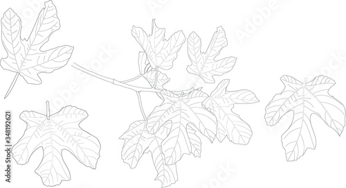 Fig leaf on a branch vector outline drawing