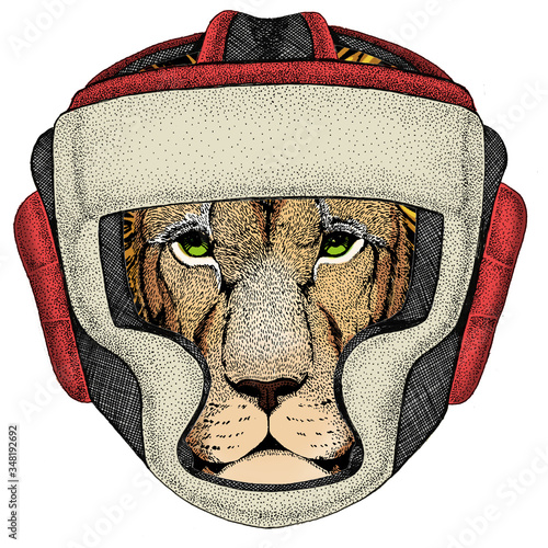 Lion head. Wild animal portrait. Face of african cat. Boxing helmet.