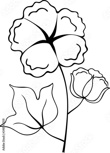 and drawn cotton illustration isolated on white background. ector illustration. Perfect for invitation, greeting card, fashion print, banner, poster for textiles, design