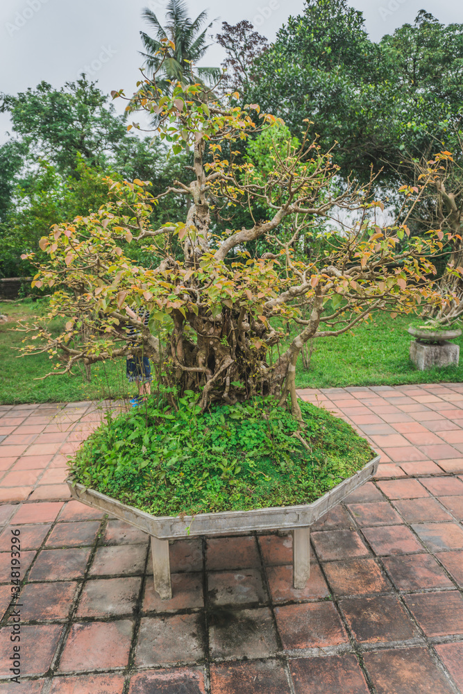 Bonsai tree in a Buddhist temple traditional Vietnamese decor