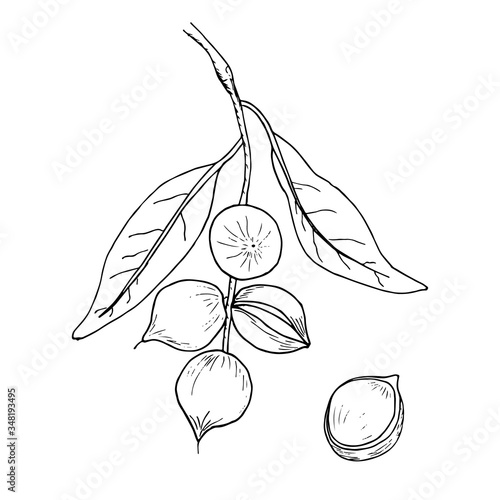 Hand drawn macadamia nuts isolated on white background. Vector