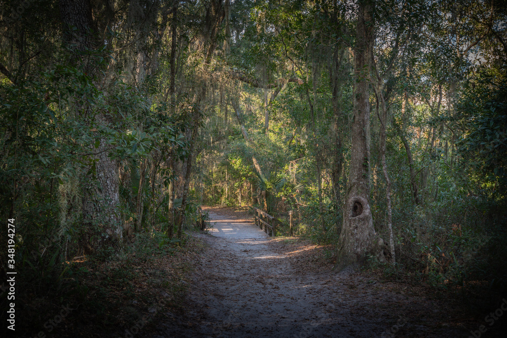 Naklejka premium Winter Floridian Landscape