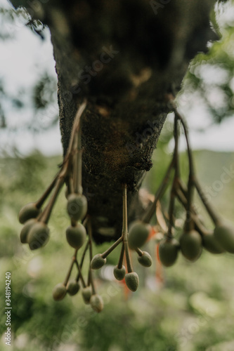 olives on tree