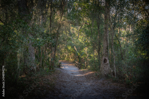 Winter Floridian Landscape