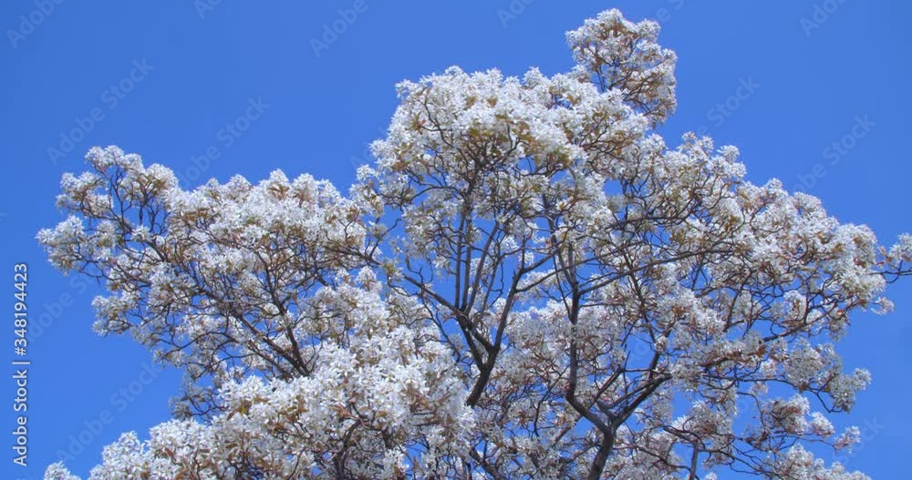 Rotation / Upward Shot of Beautiful White Blossom covering Branches of the Tree Rotation / Upward Shot of Beautiful White Blossom covering Branches of the Tree
