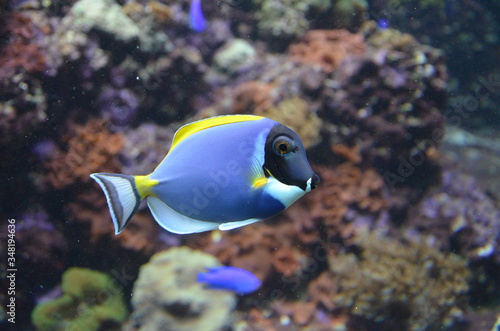 Tropical fish in aquarium, Berlin