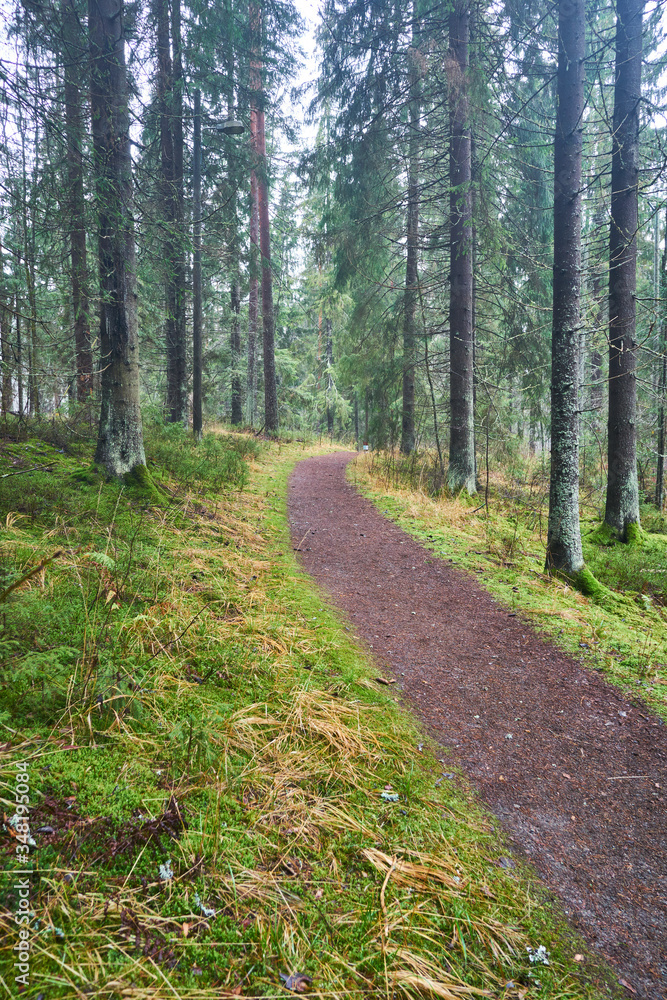 Obraz premium path in the woods
