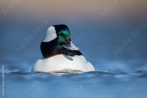 Water level portrait of Bufflehead drake portrait with iridescent colors on head and soft blue water photo