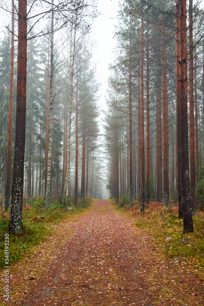 Fototapeta premium path in the foggy forest