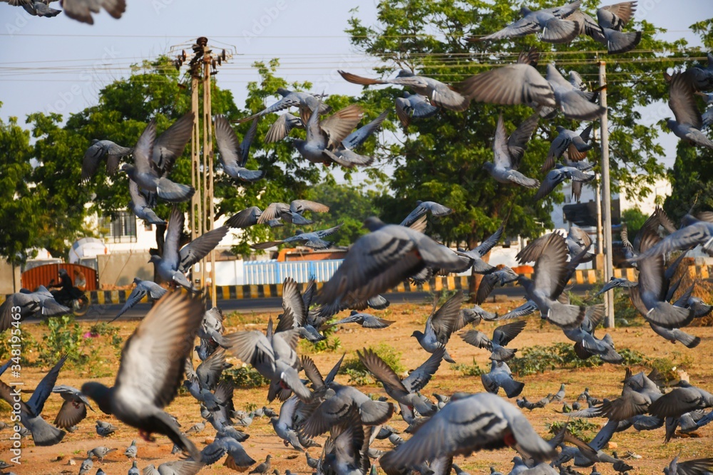 Obraz premium Domestic pigeons / feral pigeon (Gujarat - India) flock in flight against blue Sky, Flying and Eating Pigeon/ Birds