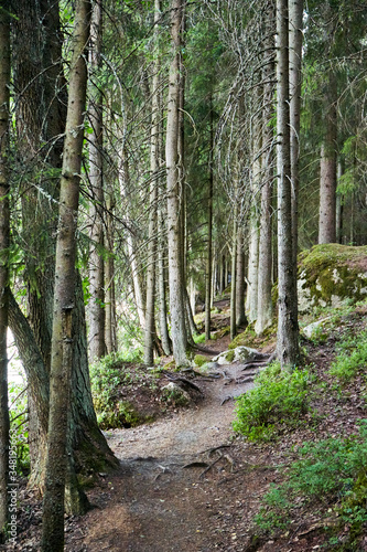 path in the woods