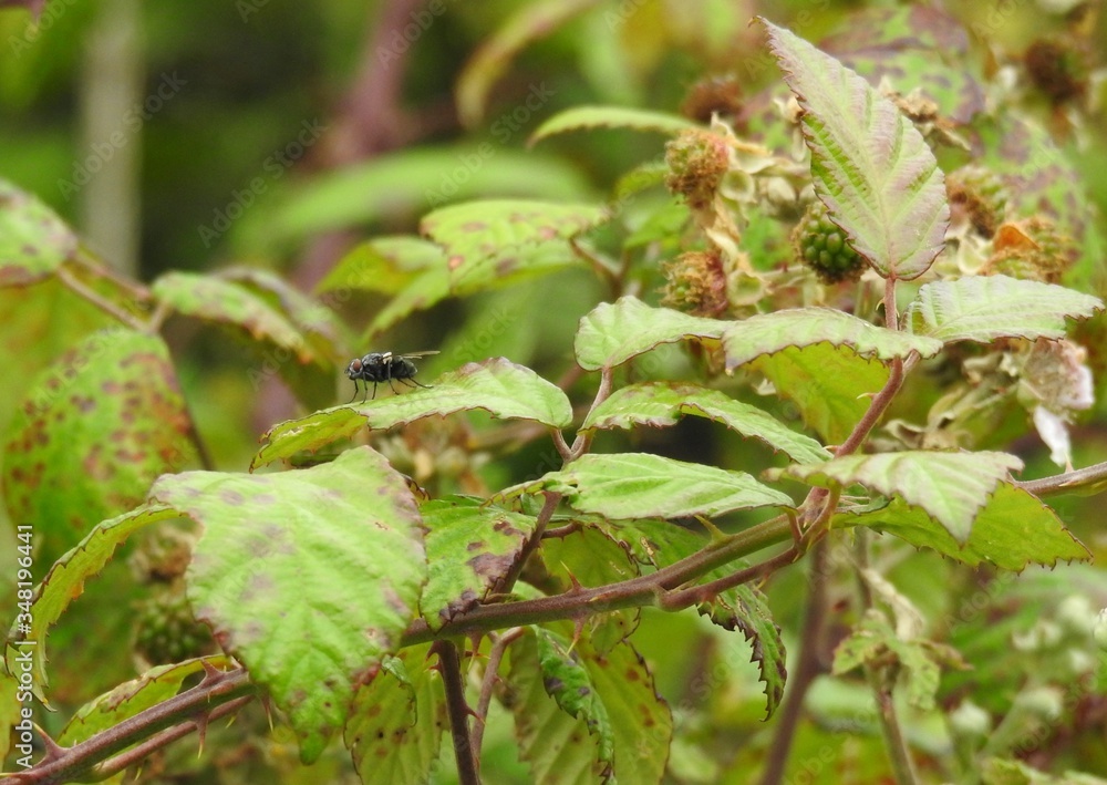 A fly on a leaf of a fruit bush A fly on a leaf of a fruit bush