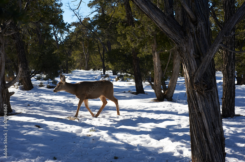 Grand Canyon winter images Grand Canyon winter images