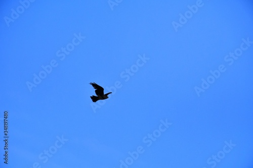 Domestic pigeons   feral pigeon  Gujarat - India  flock in flight against blue Sky  Flying and Eating Pigeon  Birds