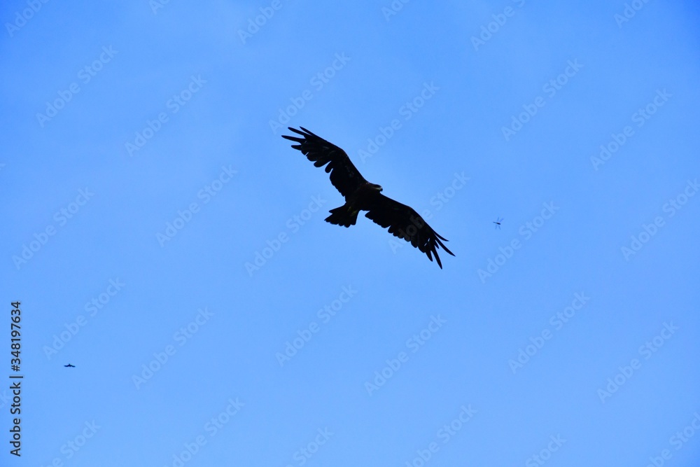 Fototapeta premium Domestic pigeons / feral pigeon (Gujarat - India) flock in flight against blue Sky, Flying and Eating Pigeon/ Birds