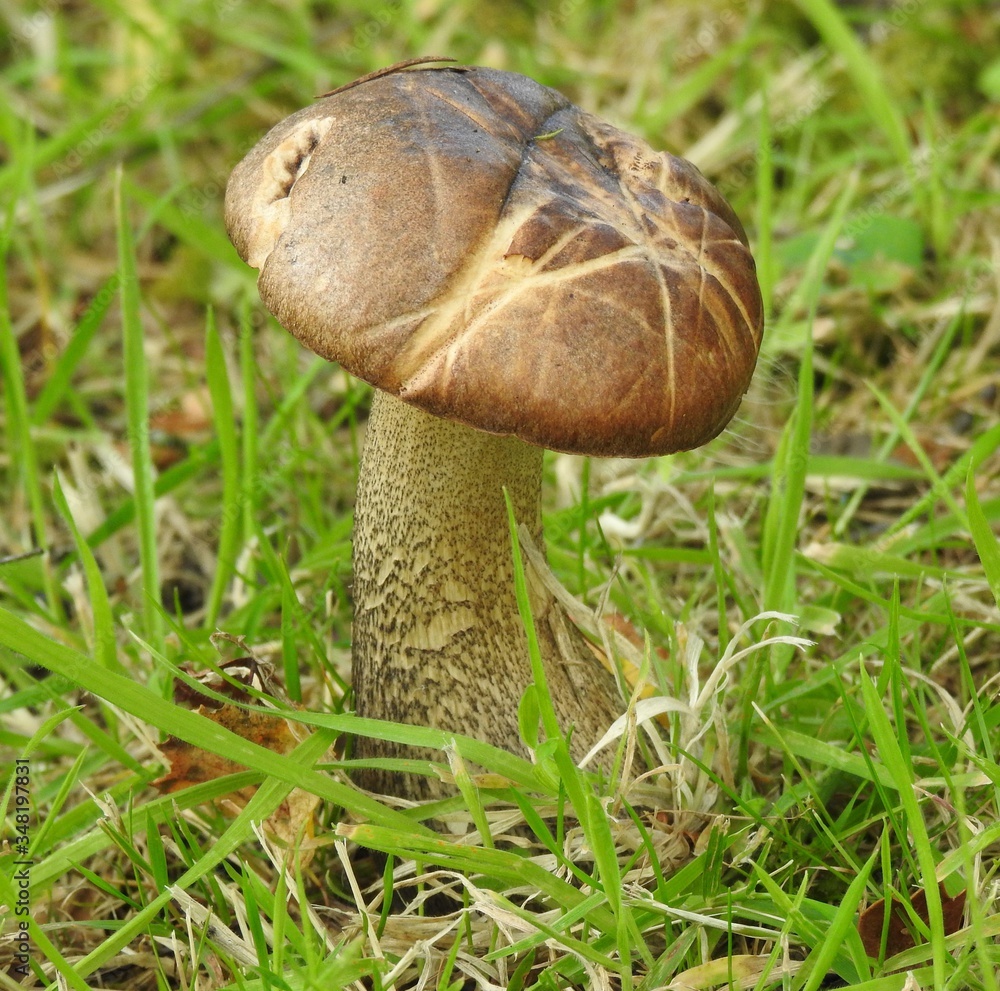 A large edible mushroom on the grass A large edible mushroom on the grass