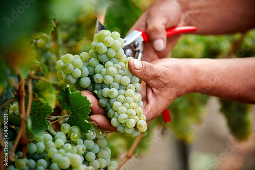 hand picking grapes