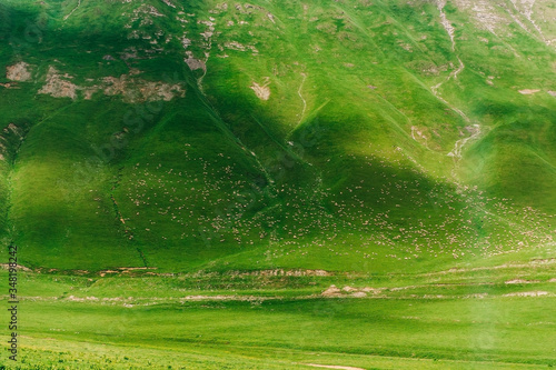 A million sheep walk in the green mountains of the Caucasus, Georgia. Incredible view with animals in the wild nature, mountain landscape.