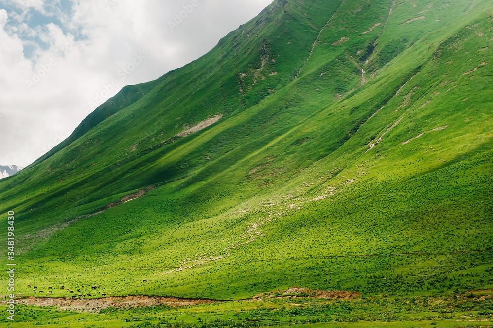 A million sheep walk in the green mountains of the Caucasus, Georgia. Incredible view with animals in the wild nature