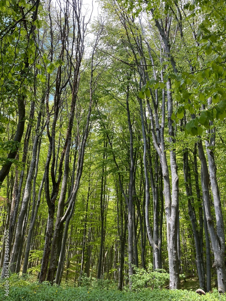 Obraz premium trees in the forest