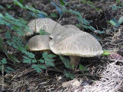 Edible mushrooms in a group in the woods
