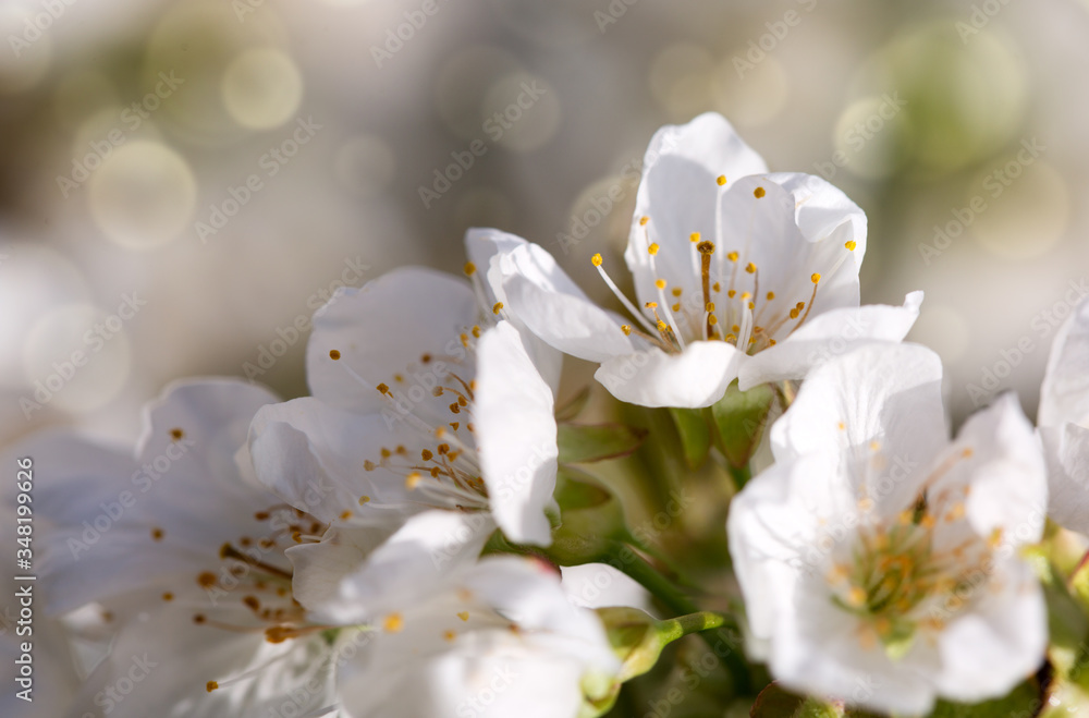 Fototapeta Branches of blossoming cherry with soft focus .