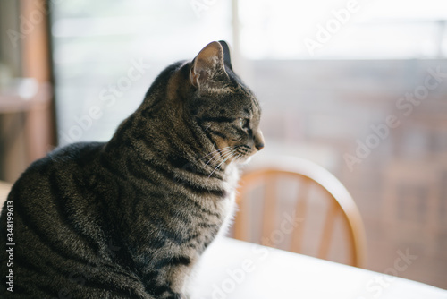 Fototapeta Naklejka Na Ścianę i Meble -  A day of a cat living in a share house.