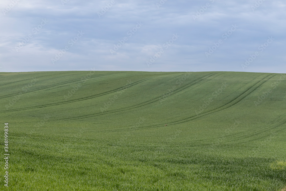 Beautiful landscape of a green field Beautiful landscape of a green field