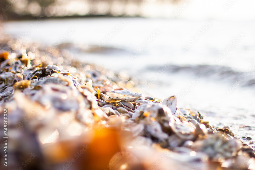 beautiful seashells on the shore of the salty blue sea beautiful seashells on the shore of the salty blue sea