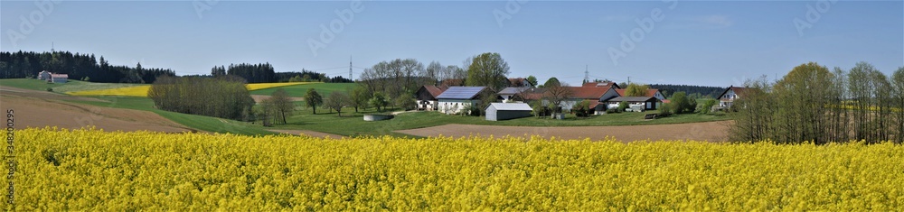 Rapsfeld Rapsfeld