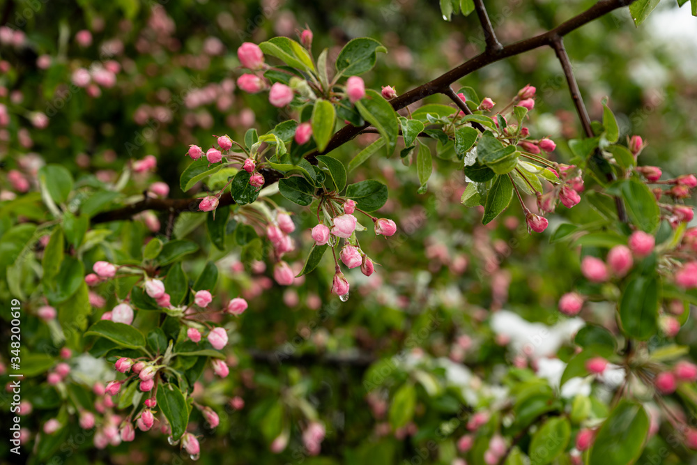 Apple trees are ready to bloom in May Apple trees are ready to bloom in May
