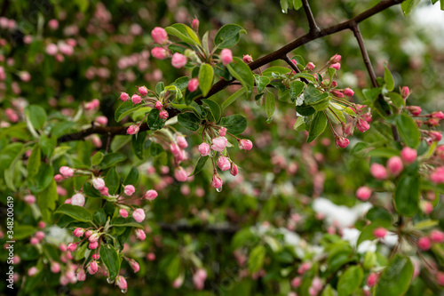 Apple trees are ready to bloom in May