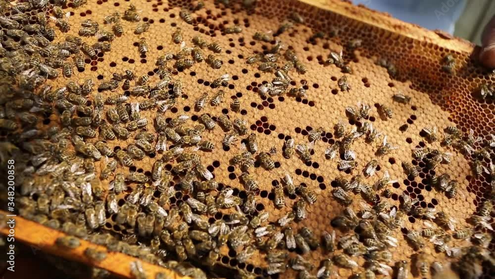 Close up view of colony of bees crawling on the beehive frame with honeycomb honey. Apiary, beehive and beekeeping concept Close up view of colony of bees crawling on the beehive frame with honeycomb honey. Apiary, beehive and beekeeping concept