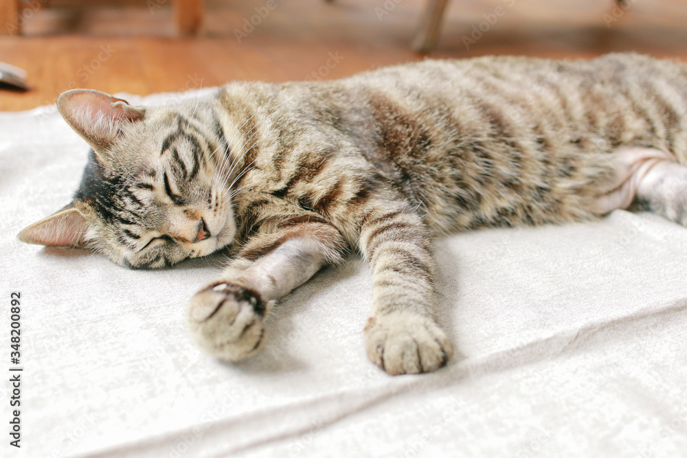 A day of a cat living in a share house. A day of a cat living in a share house.