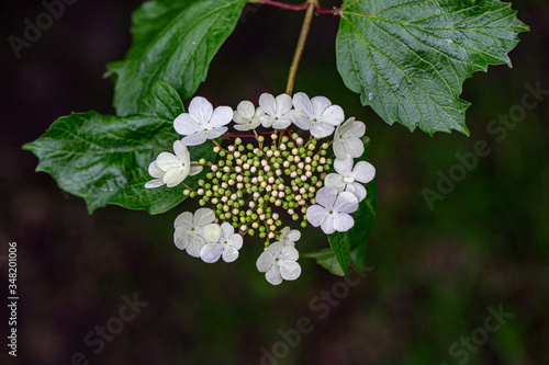 flowers on a bush of viburnum photo