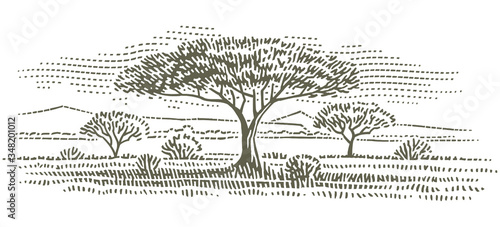Tree in savanna monochrome illustration. African landscape. Vector, isolated. 