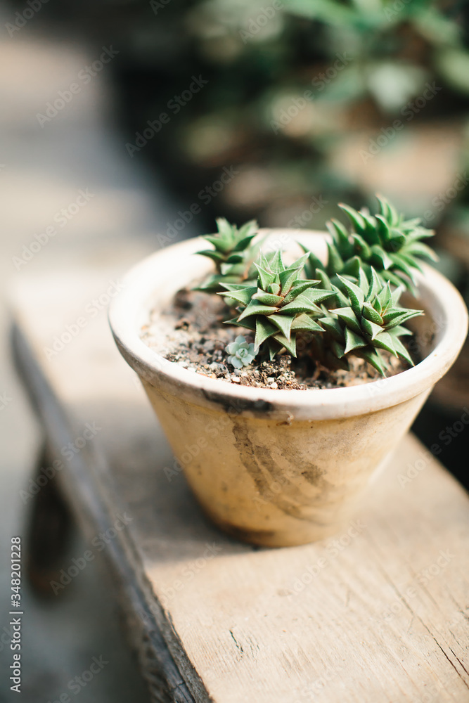 Aged pot with succulents stands in interior. Echeveria close up. Garden lifestyle.
Aged pot with succulents stands in interior. Echeveria close up. Garden lifestyle.