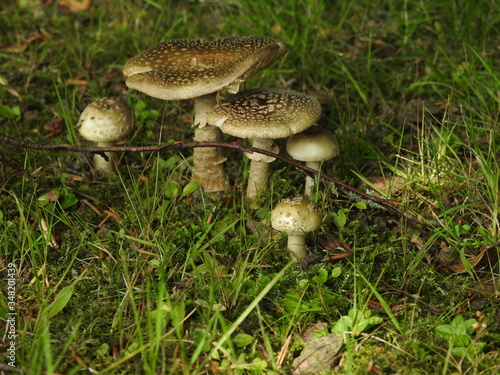 Mushroom family on the grass