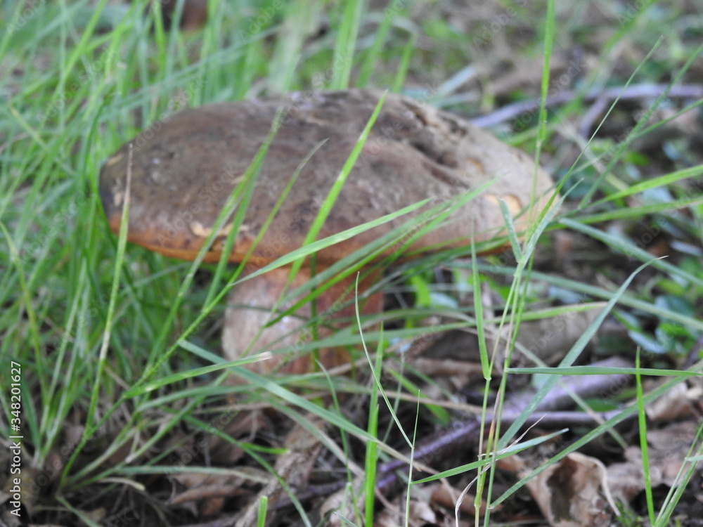 The lone mushroom grows among grass and leaves The lone mushroom grows among grass and leaves
