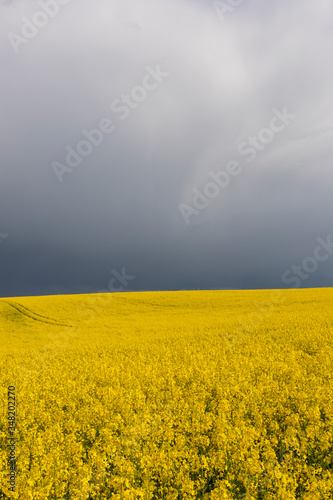Field of yellow agriculture plants on a dramatic cloudy day photographed in portrait orientation