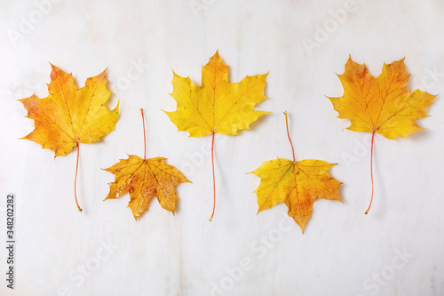 Yellow autumn maple leaves in row over white marble background. Flat lay. Fall creative background.