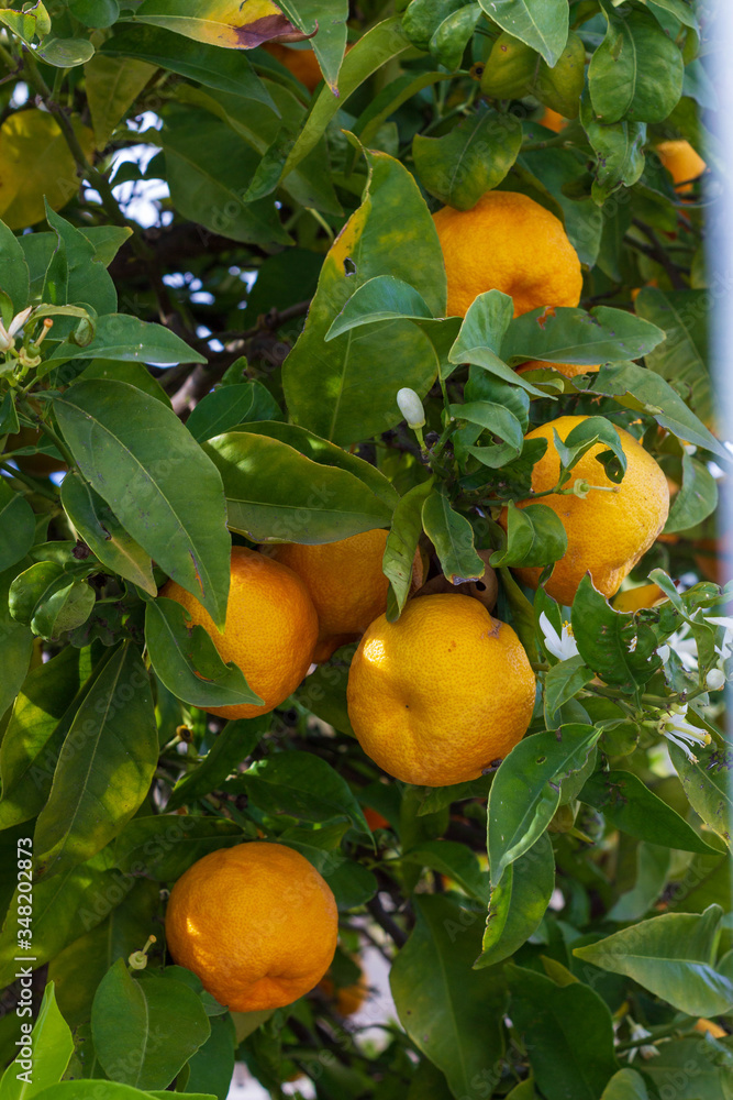 naranjo con frutos naranjo con frutos