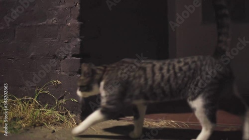 A cat walking on the Amsterdam streets in the night photo