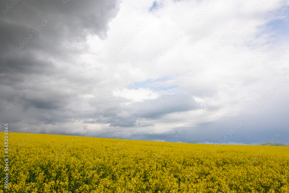 Field of yellow agriculture plants on a dramatic cloudy day Field of yellow agriculture plants on a dramatic cloudy day