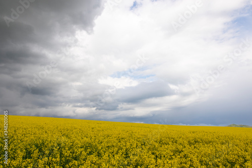 Field of yellow agriculture plants on a dramatic cloudy day