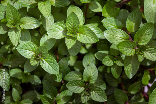 Mentha piperita Chocolate, a hybrid mint of watermint and spearmint. Native to Europe and Middle East, is cultivated worldwide, and among the oldest herbs used in medicine and culinary. photo