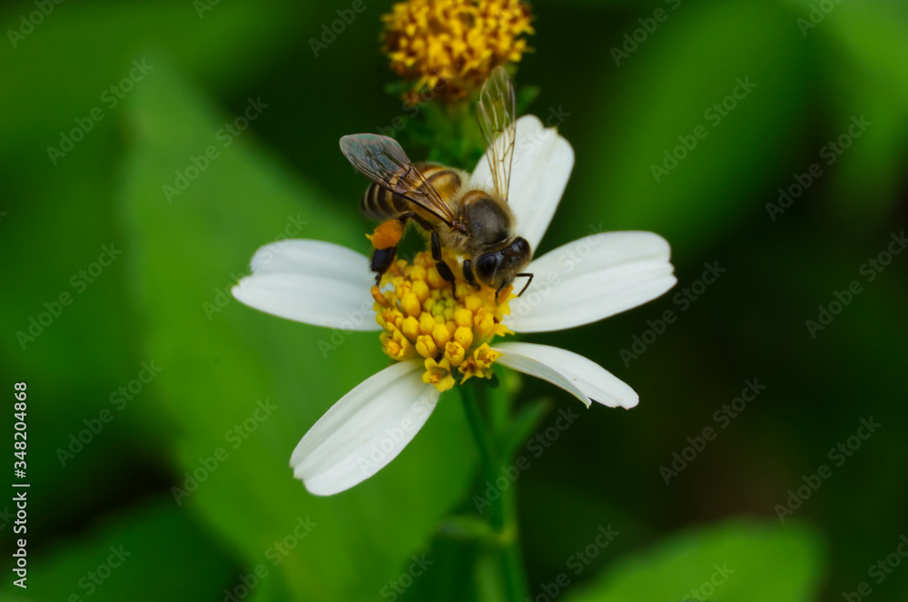 Close up macro bee on the flower wildflowers Spanish needle in a garden on blurred background. Close up macro bee on the flower wildflowers Spanish needle in a garden on blurred background.