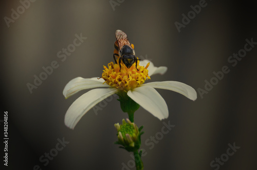 Close up macro bee on the flower wildflowers Spanish needle in a garden on blurred background. © Krubeer