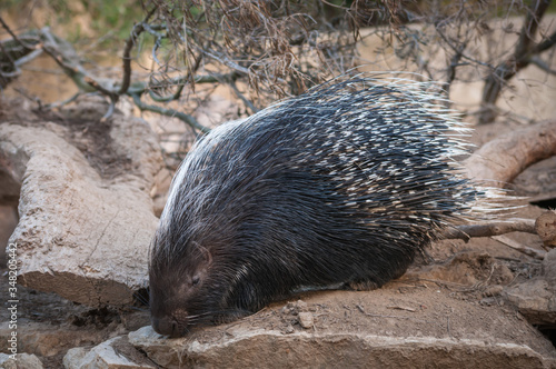 Close-up view of a porcupine