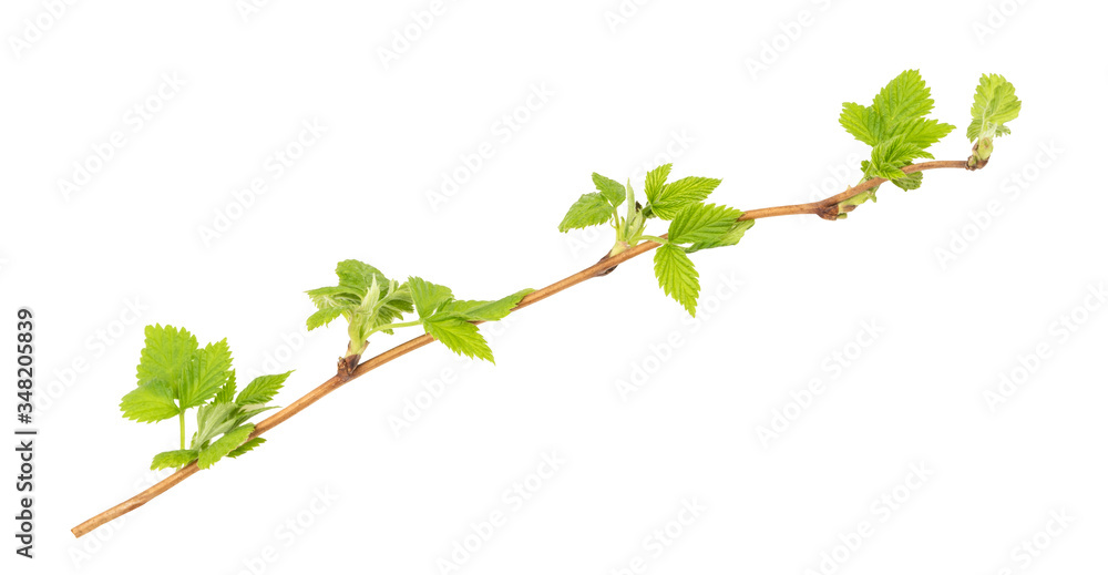 spring sprig isolated on white spring sprig isolated on white